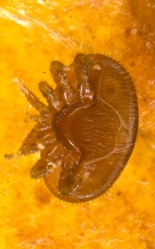 Bauchansicht - Varroamilbe (Varroa destructor)